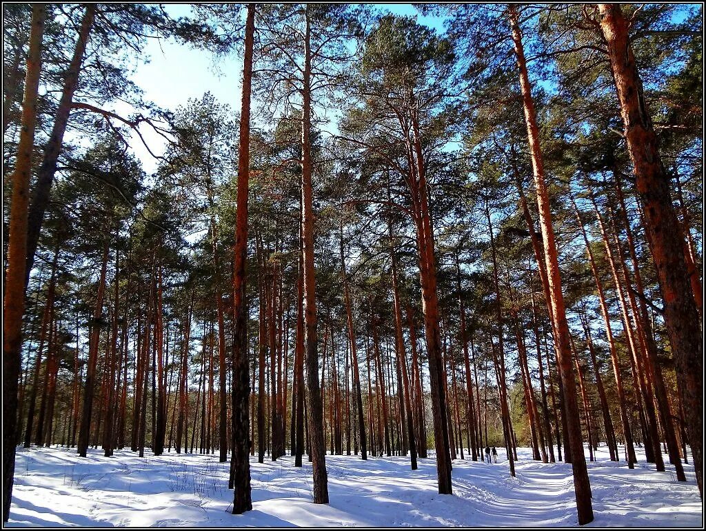 Сосновый бор краснодар. Сосновый бор на неделю. Сосновый бор ленинградская область. Сосновый бор ногинский район лес. Сосновый бор питер.