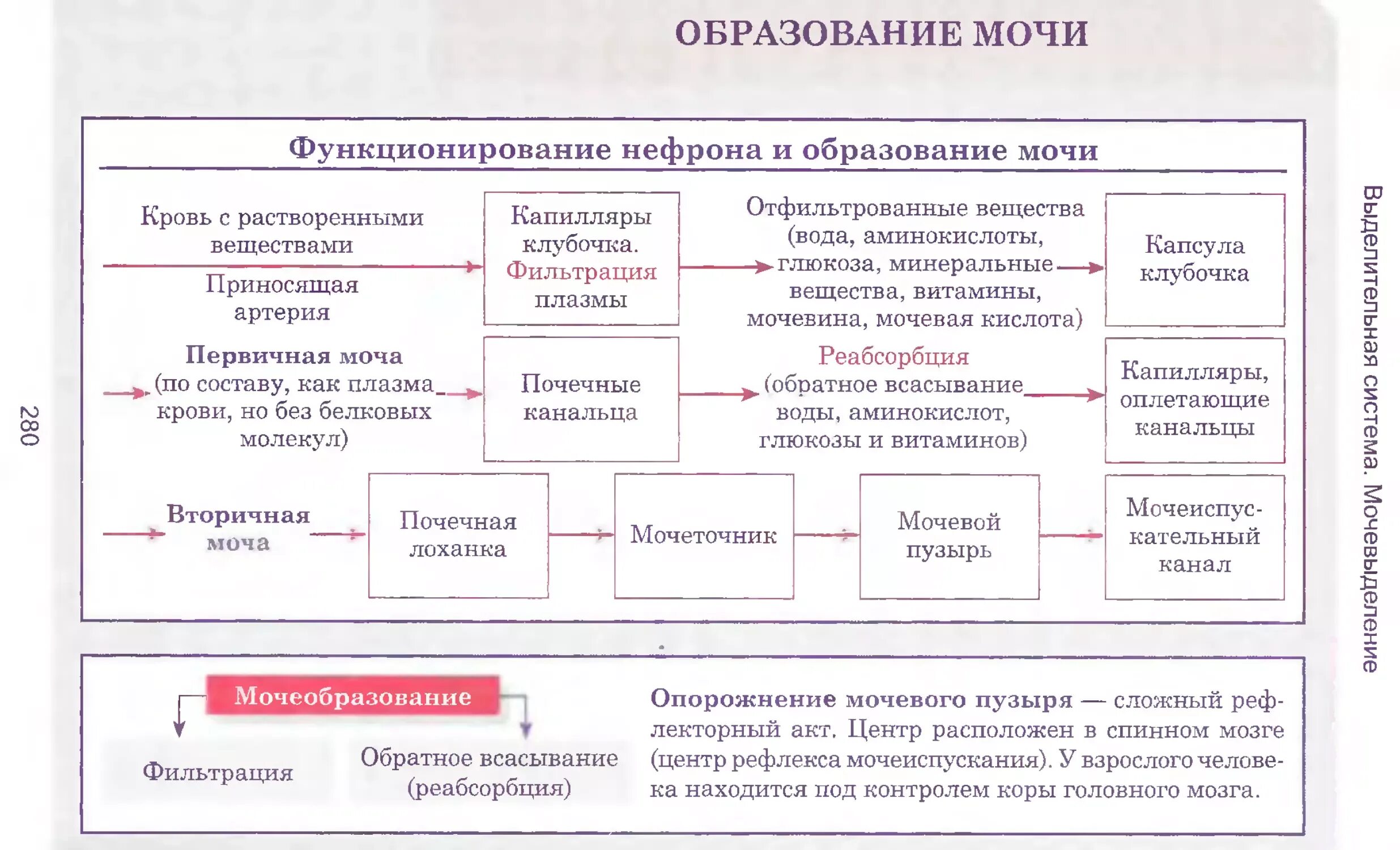 Центр рефлекса мочеиспускания. Центр мочеиспускания расположен. Центр рефлекса мочеиспускания расположен в. В головном мозге центр мочеиспускания расположен в. Центр мочеиспускания в спинном мозге.