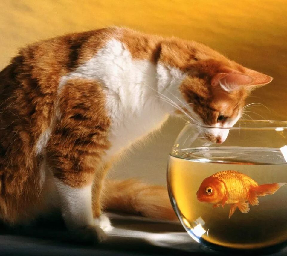 Аквариум с кошкой. Рыбка для кошки. Золотая рыбка кошки. Котенок и аквариум. Рыжий кот и рыба.