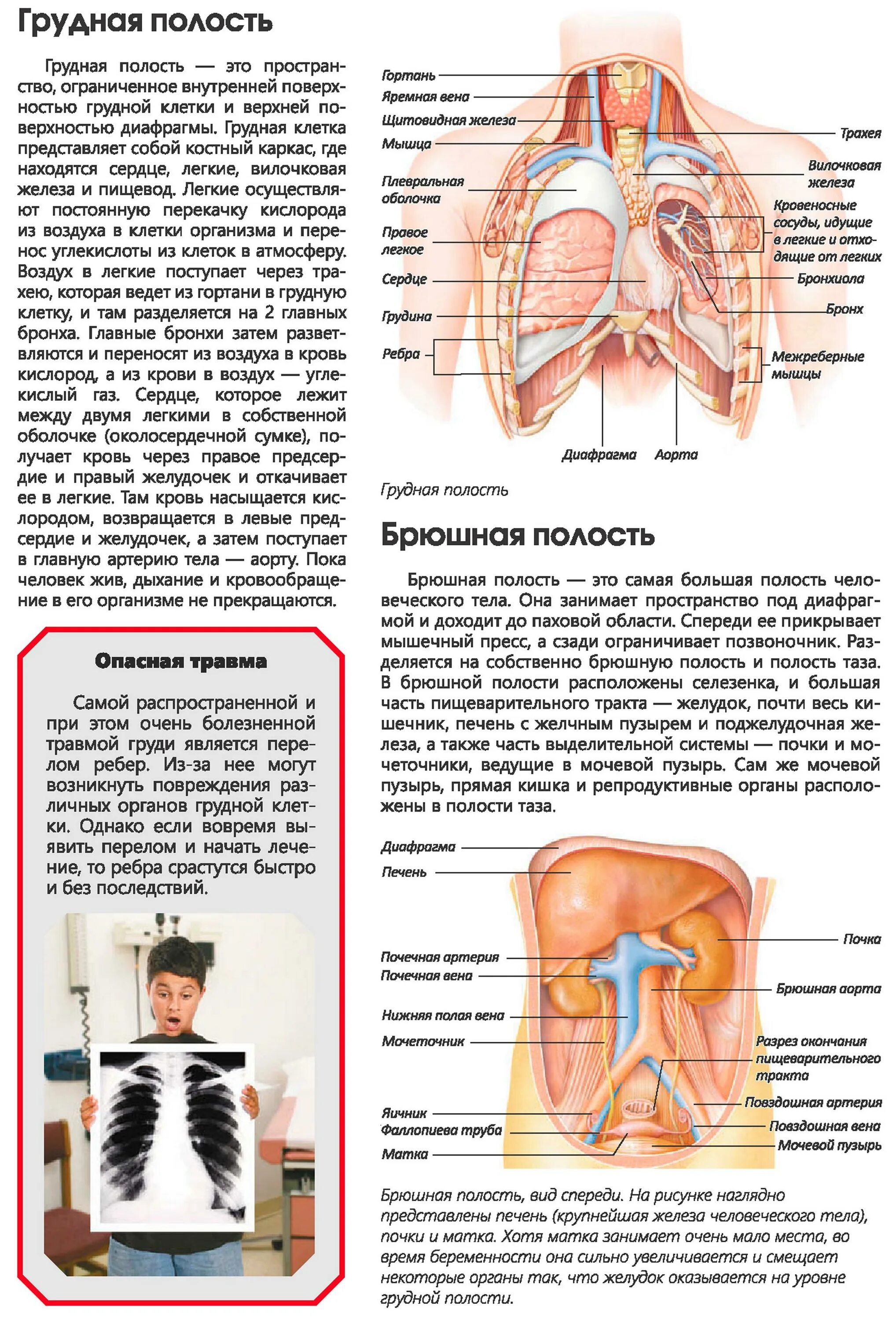 Расположение органов в грудной клетке. Органы грудной полости человека. Внутренние органы грудной клетки. Строение грудной полости.