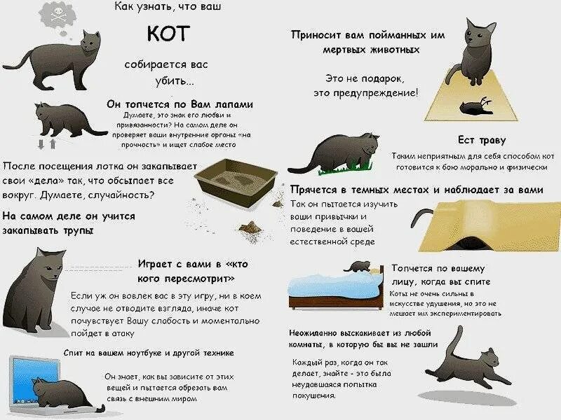 Как понять что кот хочет кошечку. Как понять что хочет кот. Как понять что кот хочет вас.