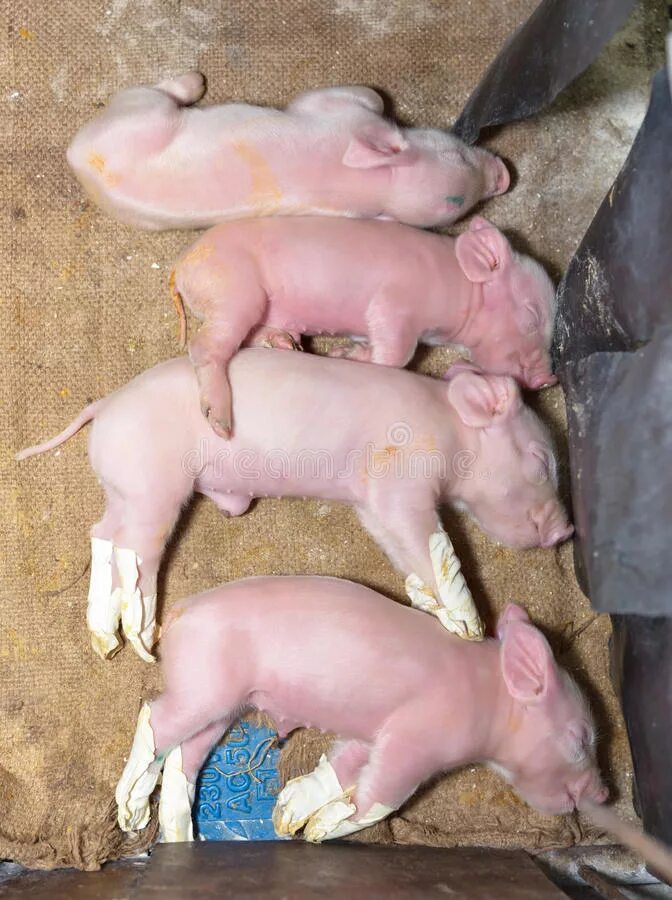 Новорожденные свинки. Новорождённый паросёнок. К чему снятся маленькие свиньи