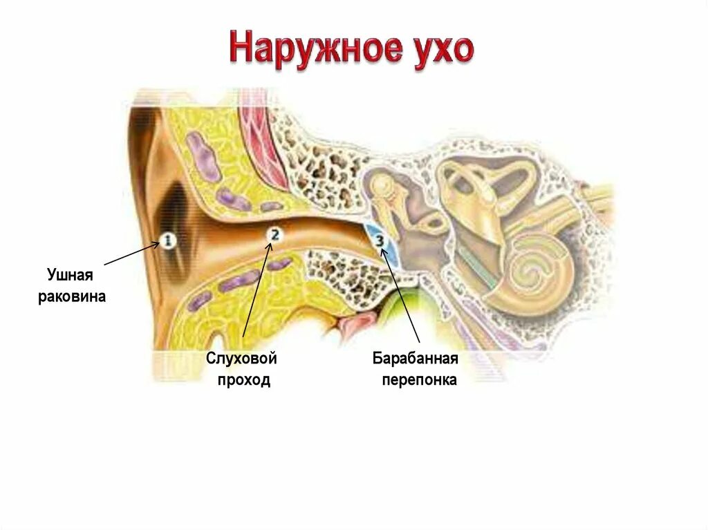 Ушная раковина какой отдел. Строение наружного уха. Перепонка ушная ушная раковина. Наружное ухо (ушная раковина, наружный слуховой проход). Строение ушной раковины снаружи.