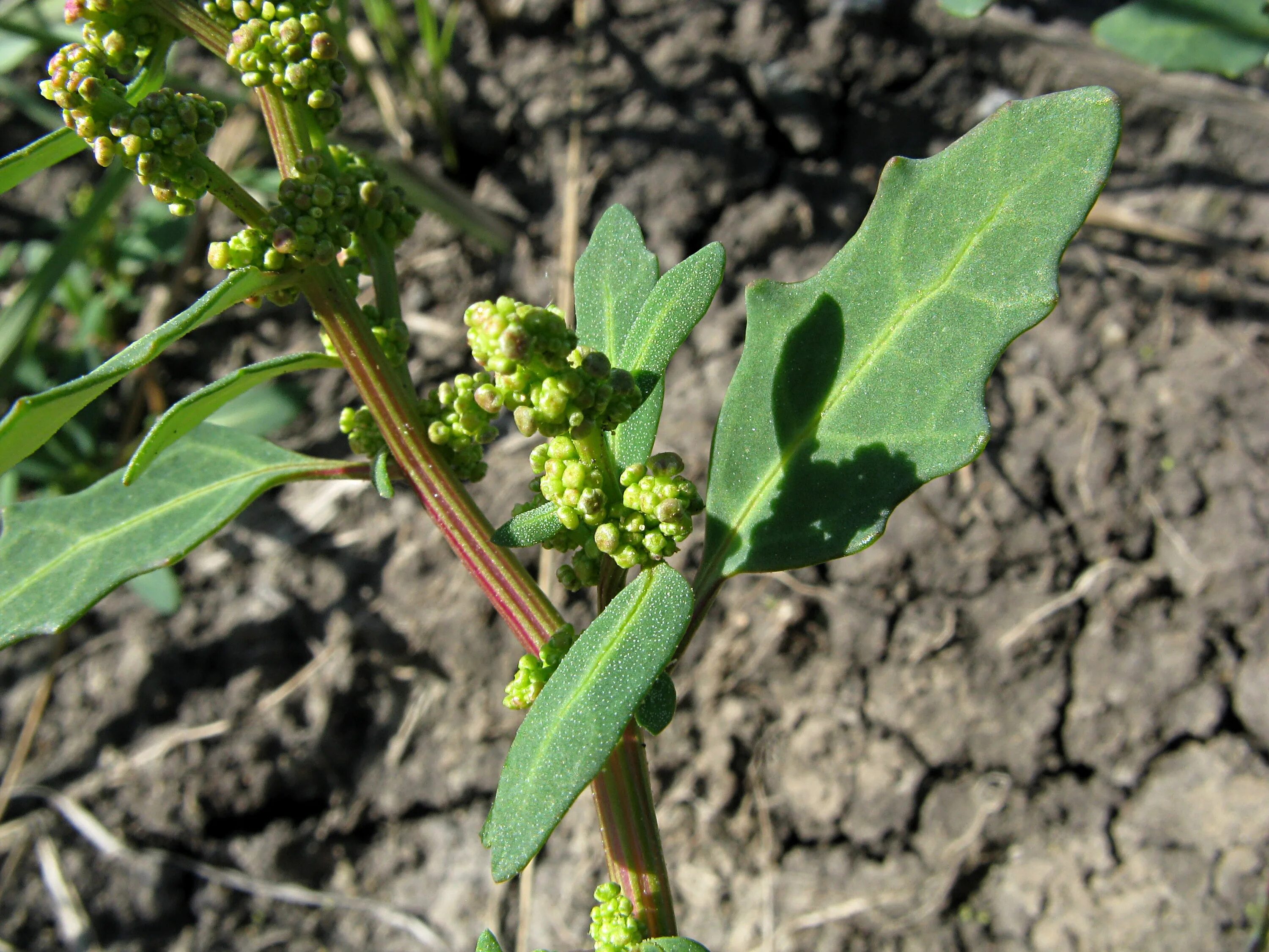 Жизнь марь. Марь сизая (chenopodium glaucum). chenopodium glaucum l. - марь сизая. марь белая (chenopodium album). марь сизая плантариум.