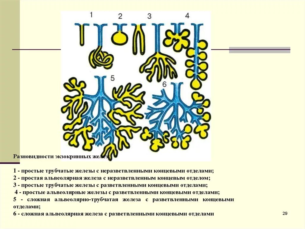 Экзокринные железы классификация гистология. Сложная разветвленная трубчатая железа схема. Схема строения экзокринных желез. Экзокринные железы трубчатые альвеолярные. Экзокринные железы выводные протоки