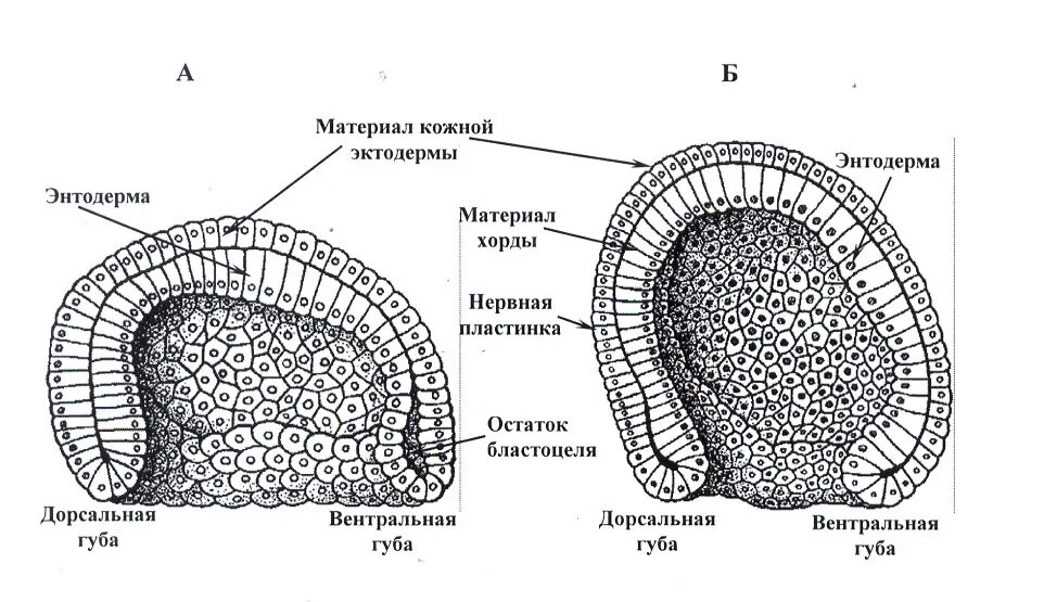 Эмбриогенез стадия гаструлы. Гаструла ланцетника препарат. стадия гаструлы ланцетника препарат. гаструла нейрула строение. препарат гаструла ланцетника строение.