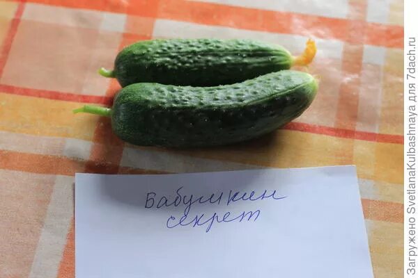 Огурец секрет описание сорта фото Огурцы Агрофирма манул ом_1506 купить по выгодным ценам в интернет-магазине OZ Товар на картинке можно купить.