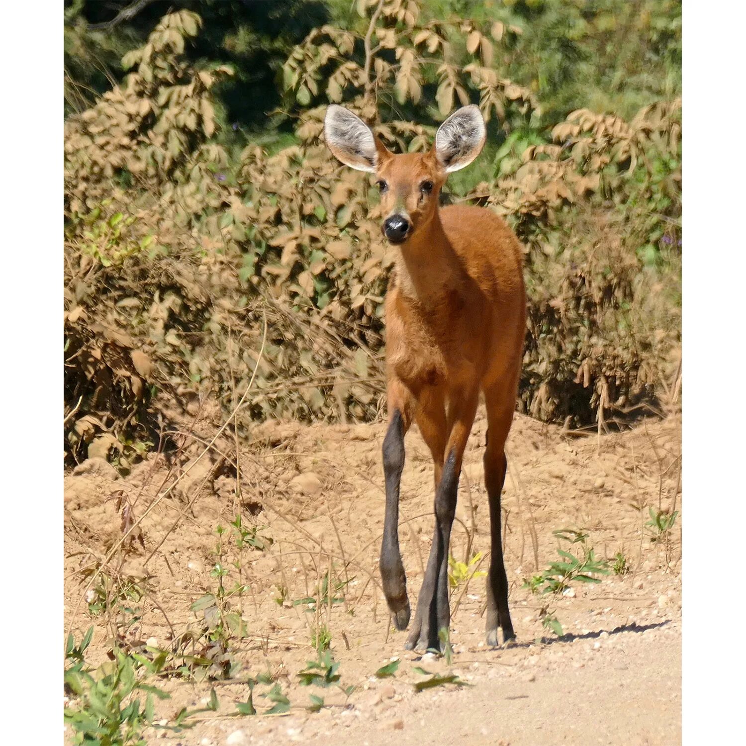 Олень юго восточной азии. Гигантский мунтжак. Олень из восточной азии. Олень юго восточной азии. Индийский мунтжак.