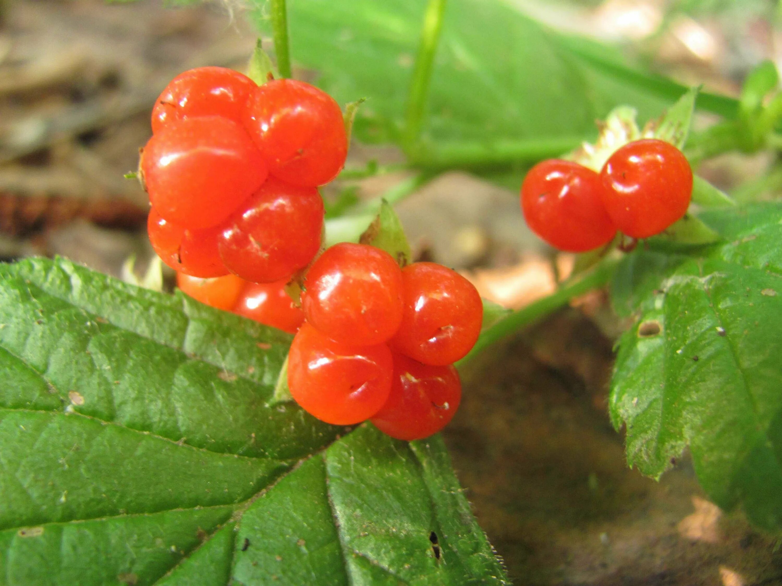 Покажи ягодки. Костяника. Rubus saxatilis костяника. Красные ягоды костяника. Костениха ягода.