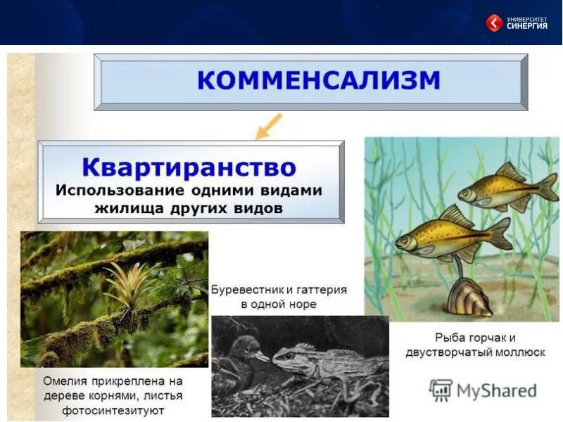 Нейтральные организмы