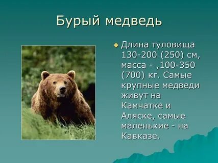 Сообщение о медведе 4 класс