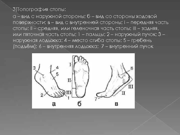 Область подошвы. Топография тыльной области стопы. Тыльная поверхность стопы подошвенная поверхность. Топография подошвенной поверхности стопы. Тыльная сторона стопы.