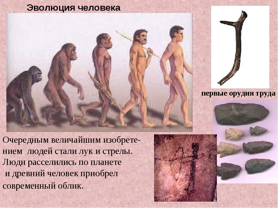 Эволюция человека вариант 1. Эволюция древнего человека. древнейшая стадия истории человечества. древние люди эволюция. древнейшая стадия истории человека.