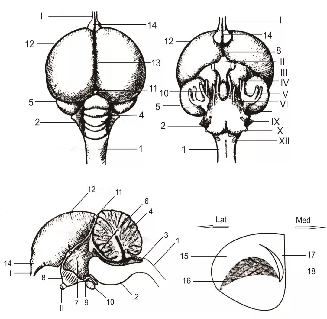 Какие отделы головного мозга птиц развиты лучше. Головной мозг птицы схема. Мозжечок у птиц. Головной мозг голубя сверху снизу. Схема строения головного мозга птицы.