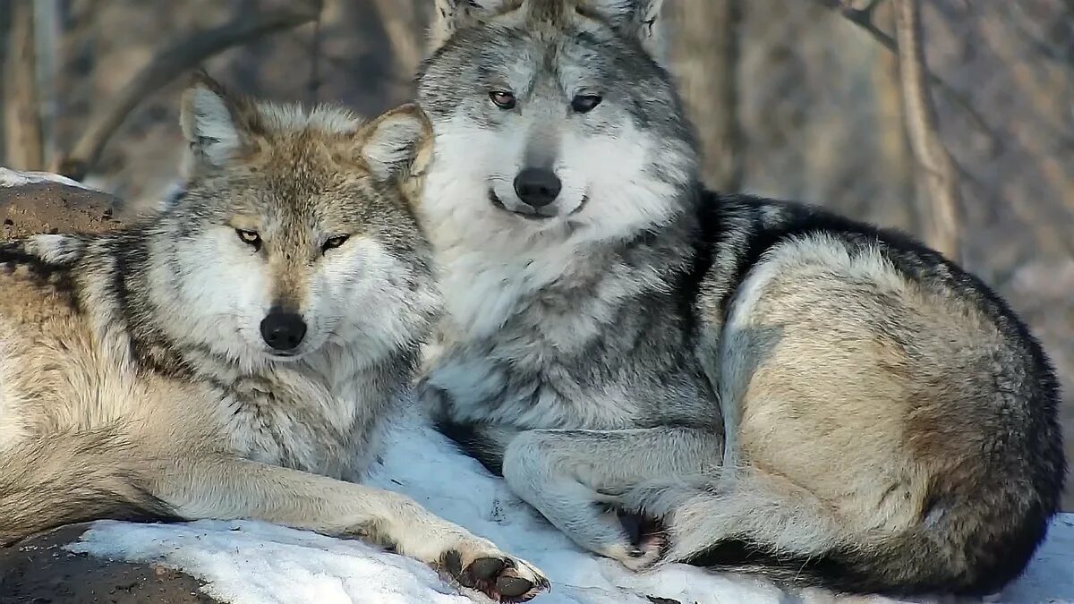 Родина дружелюбного волка. Моголлонский волк. Молодые волки. Западные волки. Байкальские волки.