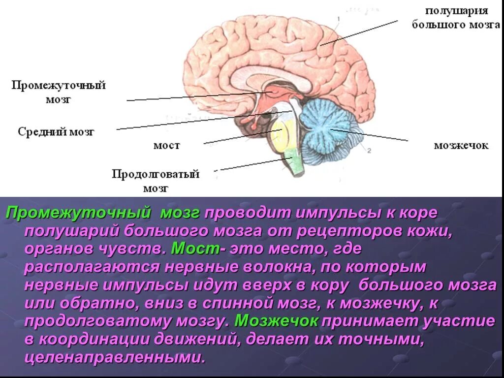Центры рефлексов больших полушарий