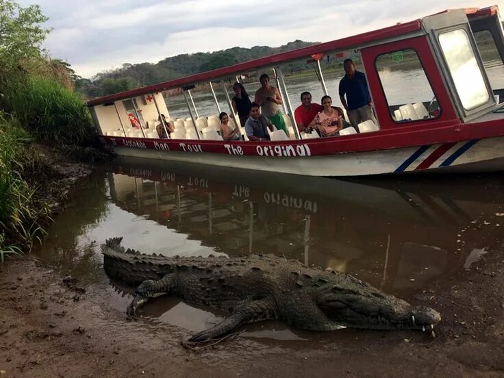 Крокодилы на шри ланке. Коста Рика крокодилы. Гуанакасте Коста-Рика крокодилы. Мост крокодилов Коста Рика. Шри Ланка ферма крокодилов.