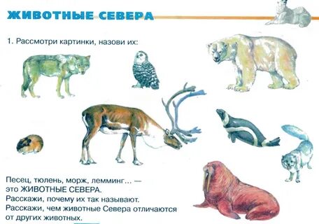 Покажи северных животных