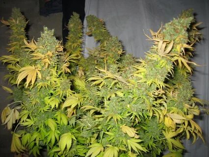 Auto plant
