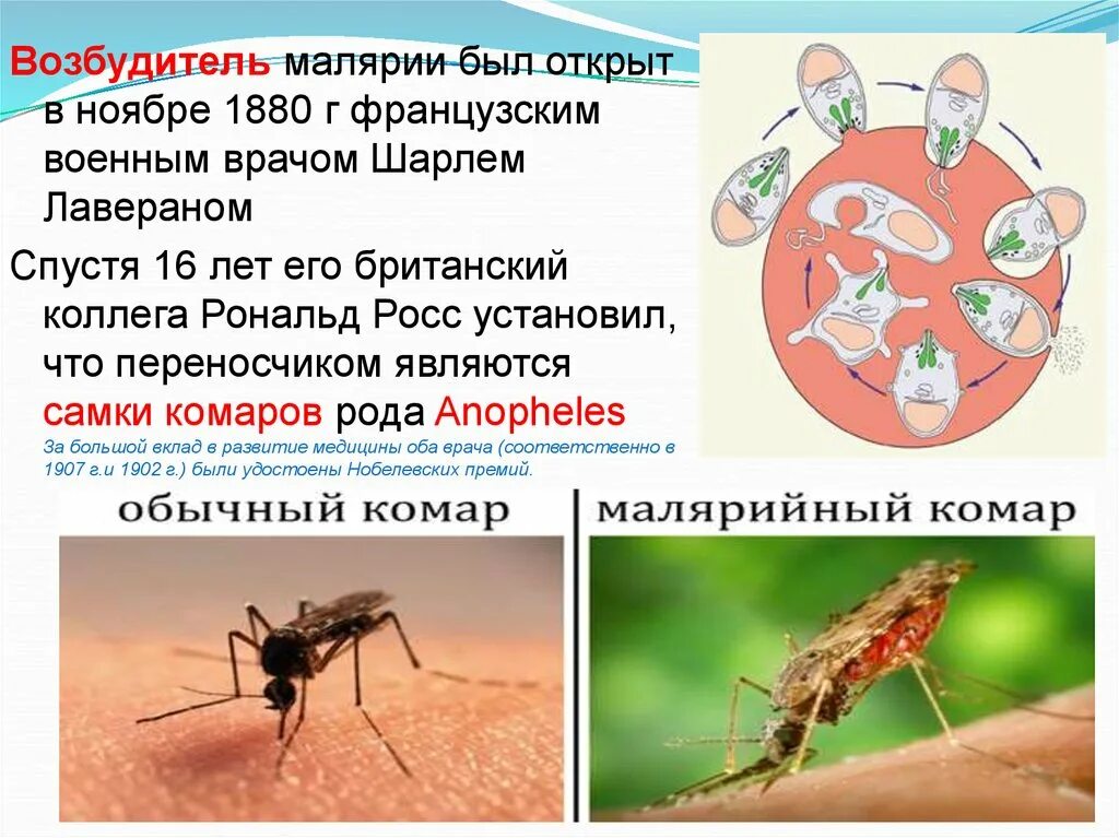 Малярийный комар является малярии. Малярия возбудитель малярийный комар. малярийный комар возбудитель переносчик. переносчик возбудителя малярийного плазмодия. возбудитель малярии в комаре.