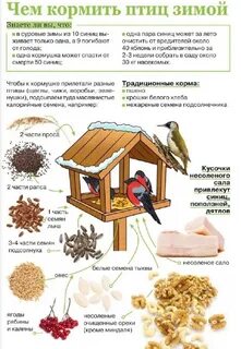 Какой цвет привлекает птиц