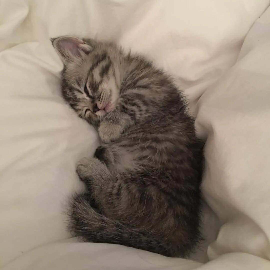 Сон 3 котенка. Котенок спит. спящие котики. сонный котенок. милые спящие котики.