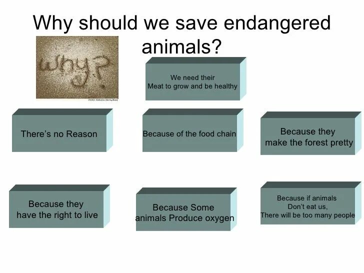 Release reduce adopt reusable endangered species. How to save endangered animals. How protect endangered animals. What people should do to protect endangered animals. Ways of animal Protection.