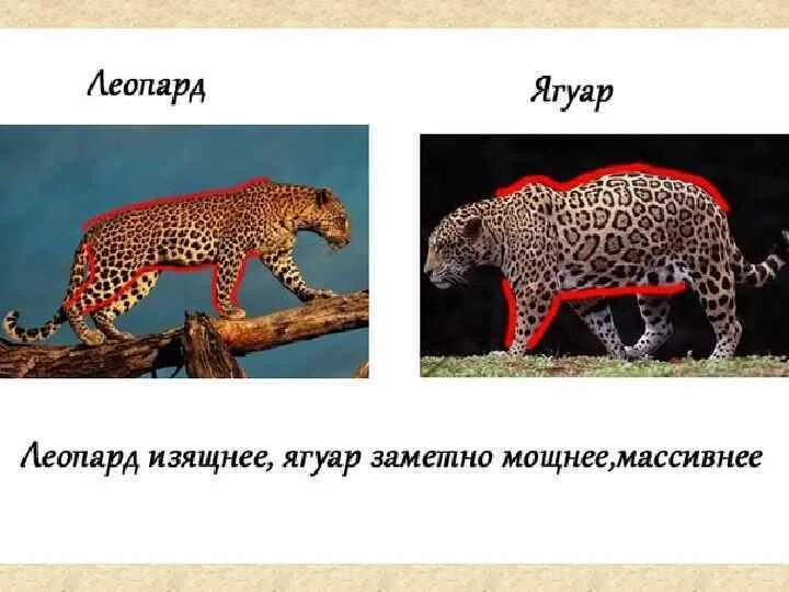 Ягуар леопард гепард отличия. Гепард леопард Ягуар. Отличия ягуара от леопарда. Ягуар и леопард разница.