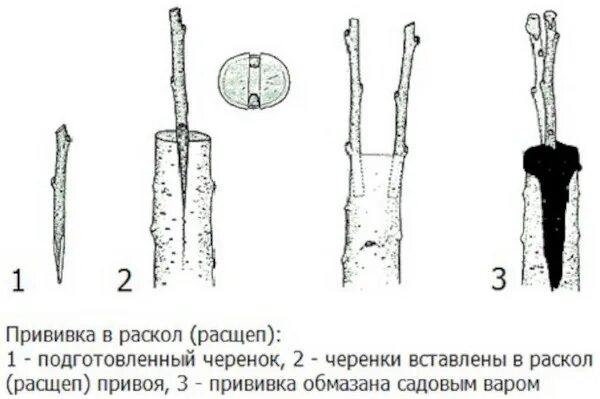 Срез черенка. Прививка яблони весной в расщеп. Прививка дерева в расщеп. Прививка розы в расщеп на шиповник. Прививка в расщеп плодовых деревьев весной.