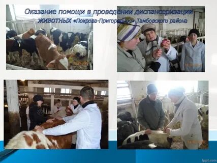 Диспансеризация животных