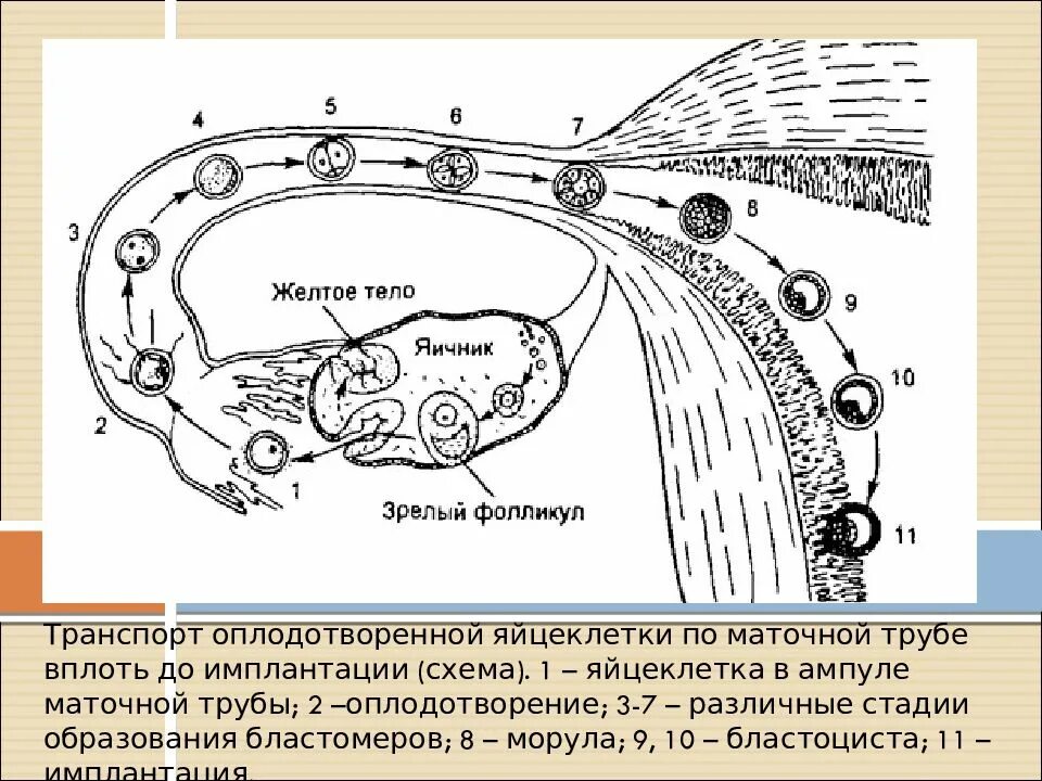 Оплодотворение и развитие плодного яйца схема. Этапы развития оплодотворенной яйцеклетки. Оплодотворение в маточной трубе схема. Схема созревания яйцеклетки. Яичник зигота