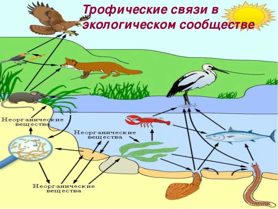 Социально экологические связи. Круговорот веществ в пищевой цепи. Пищевая цепочка. Трофические связи. Пищевая трофическая цепочка это.