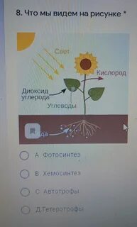 Лабораторная работа по биологии фотосинтез и хемосинтез