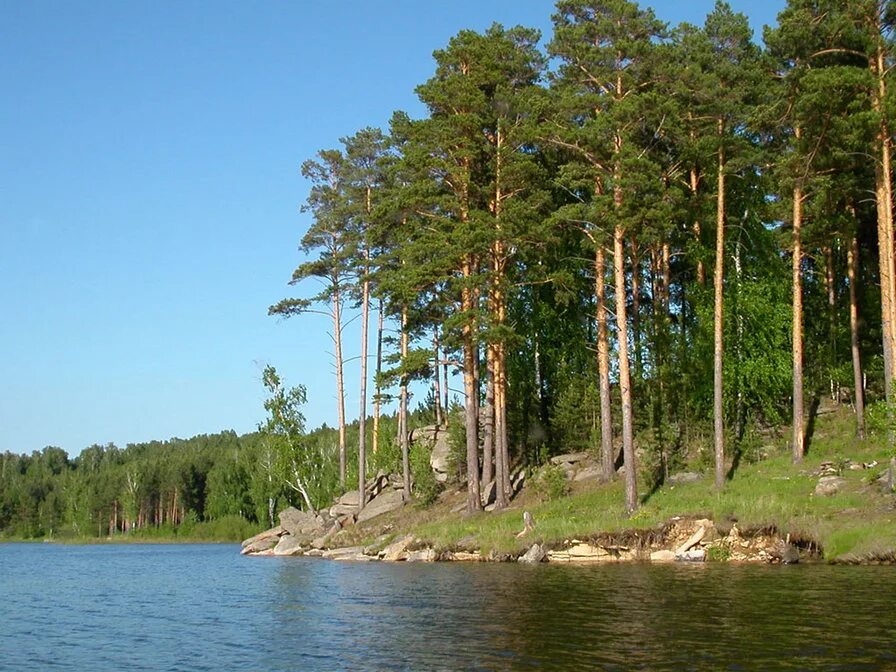 Хвойный берег. Сосновый Бор Подмосковье водохранилище. Река Обь Сосновый Бор берег. Сосновый Бор на берегу реки. Сосновый Бор на Урале.