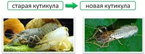 Линька членистоногих