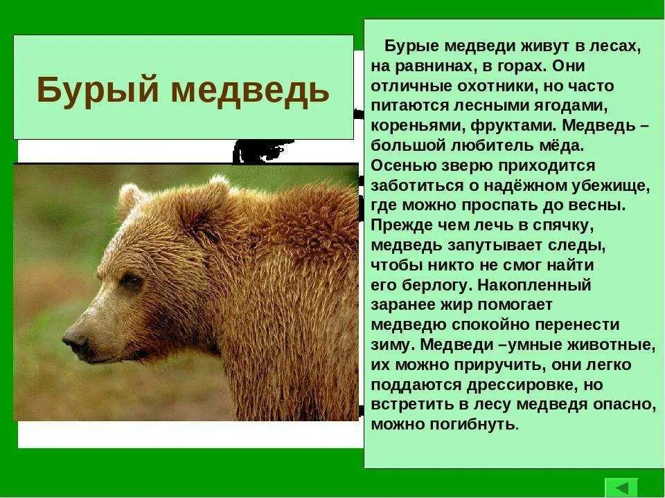описание бурого медведя на английском