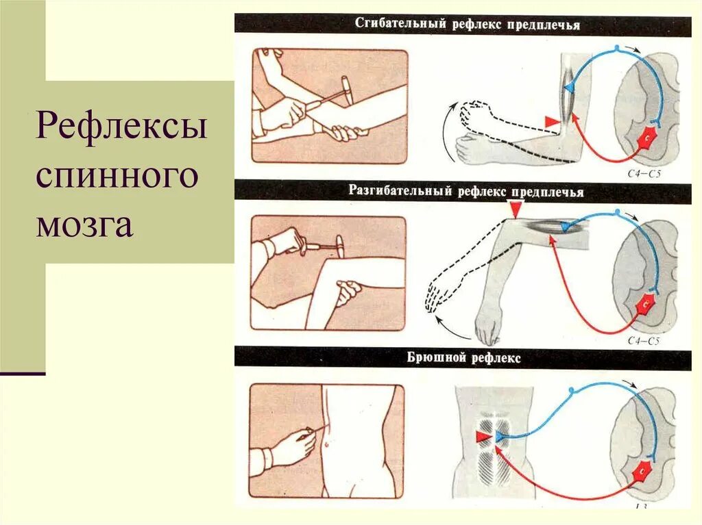 Рефлекс плеча. Сгибательно локтевой рефлекс. Тонические сгибательные рефлексы. Сгибательный и разгибательный рефлекс. Сгибательные рефлексы спинного мозга.