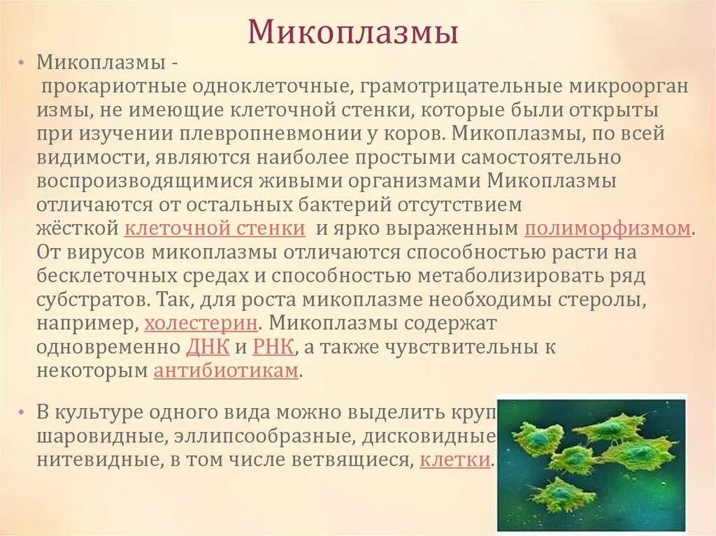 Микоплазма проявление. Микоплазмы микробиология. Микоплазмы особенности строения. Микоплазмы и заболевания, вызываемые ими..