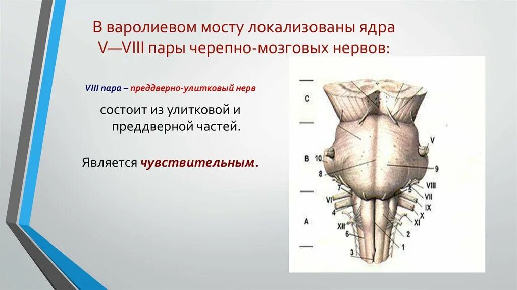 8 пара черепно мозговых. 8 пара черепно мозговых