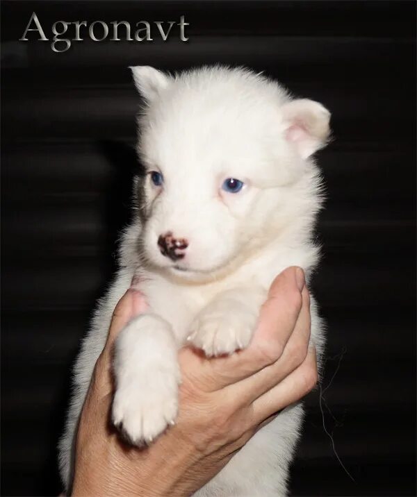 питомник белых кошек. мимимишный интерьер для фотосессий щенков в слоновой кости. красивые щенки. аляскинский маламут щенок. щенки сибирской хаски новорожденные.