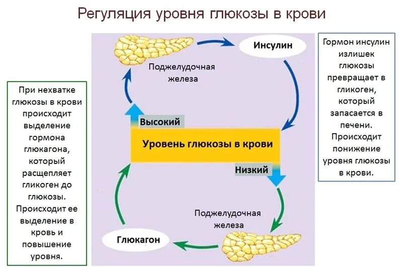 Поджелудочная железа синтез гликогена. Схема работы инсулина в организме. Схема действия инсулина и глюкагона. Инсулин схема действия гормона. Гормоны поджелудочной железы схема.