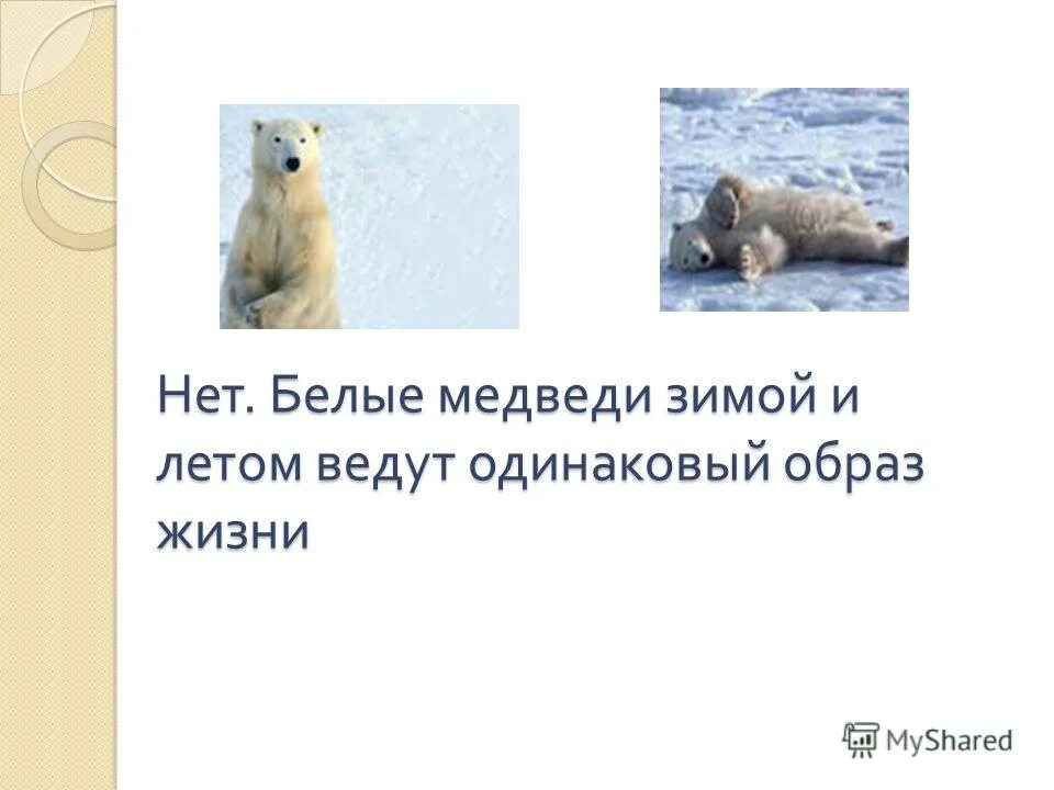 Белые медведи впадают в спячку. Белый медведь впадает в спячку зимой. Белый медведь в спячке. Белые медведи впадают в спячку. Белый медведь впадает в спячку зимой.