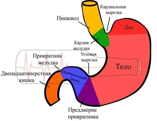 Что можно выпить если болит желудок. Пальпация пилорического отдела желудка. Ожог желудка алкоголем симптомы.