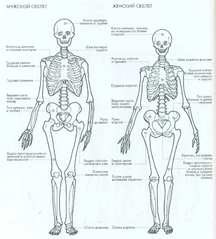 Различия мужского и женского скелета. Строение скелета мужчины. Строение скелета мужчины и женщины. Скелет женщины и мужчины разница. Мужской и женский скелет