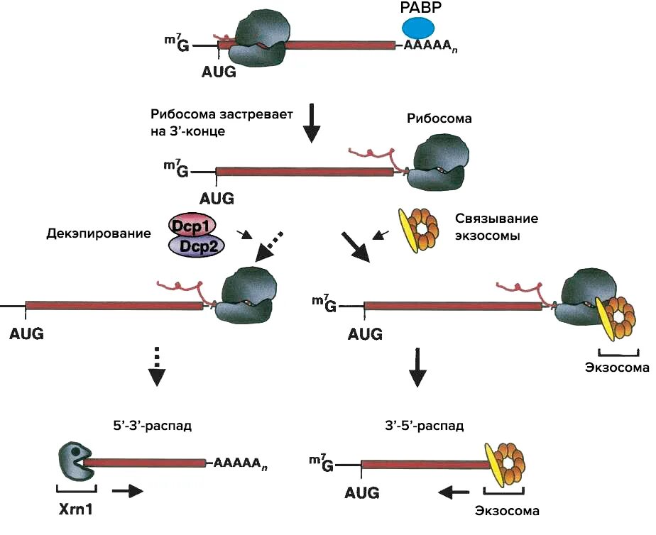 Распад МРНК.. Деградация МРНК. Проведение рибосомы по МРНК.