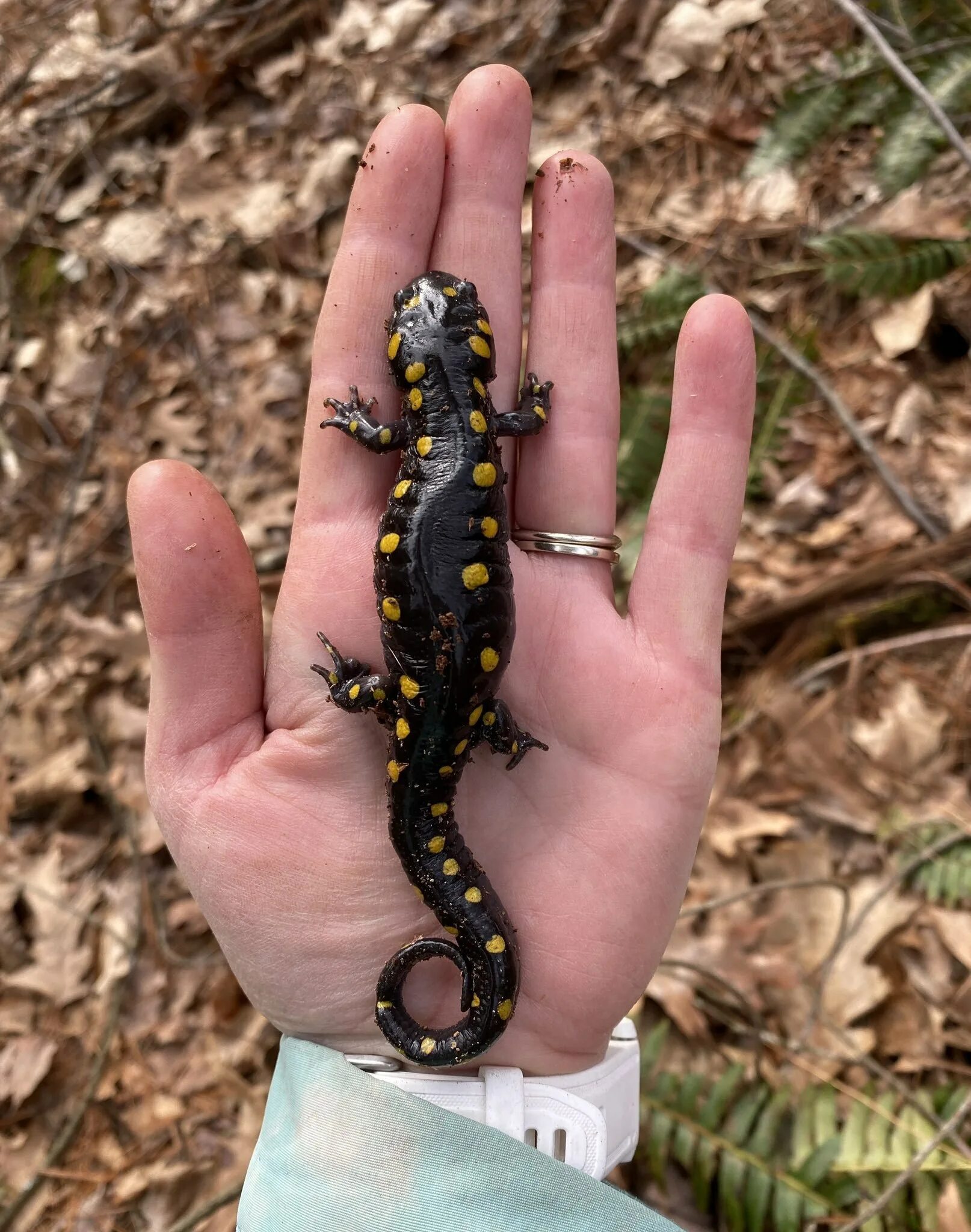 Саламандра аксолотль. Королевская саламандра. Саламандра ящерица. The Salamander (2022).