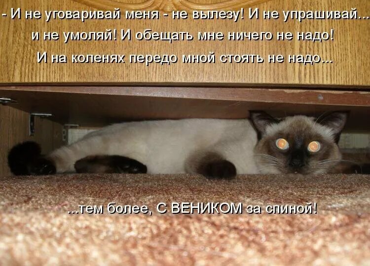 Кто делает тому не надо. Если человек хочет. Надо быть человеком. Мемы с котами и надписями. Цитраты что бы не бояться.