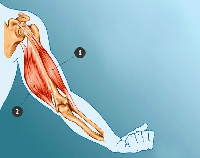 К чему крепится бицепс. Двуглавая мышца плеча анатомия. Анатомия человека мышцы бицепс. Бицепс и трицепс руки анатомия. Анатомия сухожилия двуглавой мышцы.
