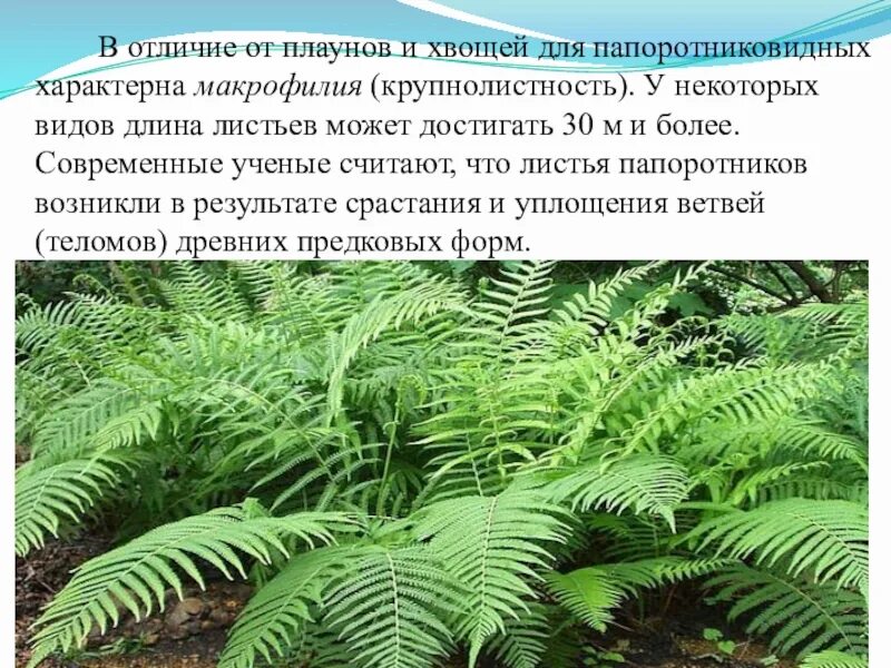 Плауны хвощи папоротники 5 класс биология. Классы папоротниковидных. Плауны и папоротники отличия. Отличие хвоща от плауна. Плауны хвощи папоротники таблица.