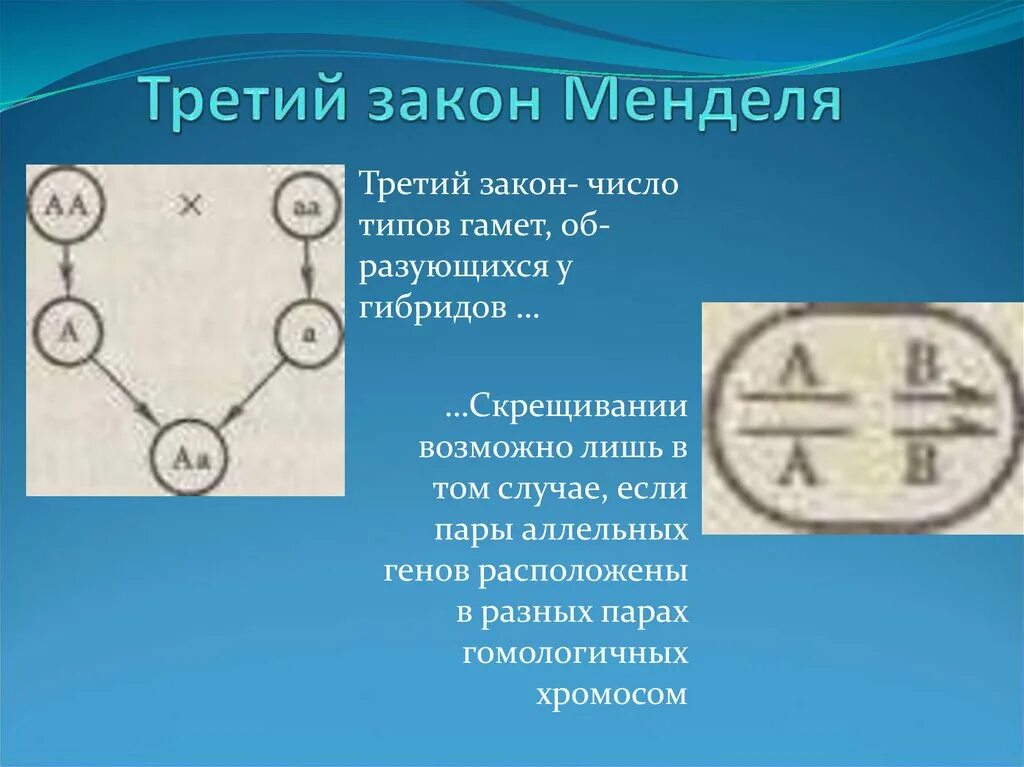 Гамета содержит аллельные гены. Третий закон Менделя. Третий закон Менделя о гомологичных хромосомах. Герб Менделя. Гамета это.